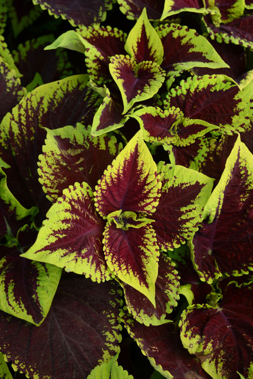 Coleus Solnostemon scutellarioides Premium ShadeColeus Kong Series Scarlet 1000 semien