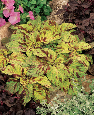 Coleus Solnostemon scutellarioides Wizard Series Mosaic 1000 semien