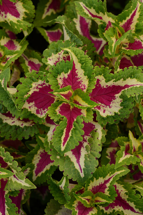 Coleus Solnostemon scutellarioides Wizard Series Rose 1000 semien