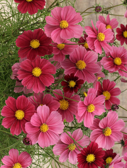 Cosmos bipinatus Antiquity 1000 semien