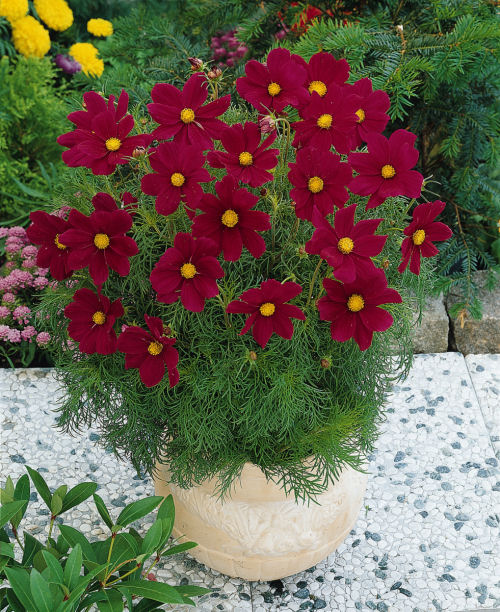 Cosmos bipinatus Sonata Series Carmine Premium 1000 semien
