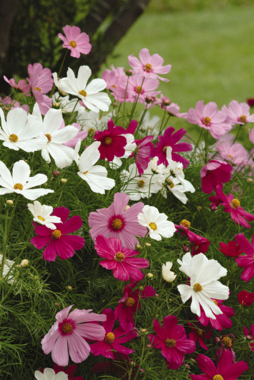 Cosmos bipinatus Sonata Series Mix Premium 1000 semien