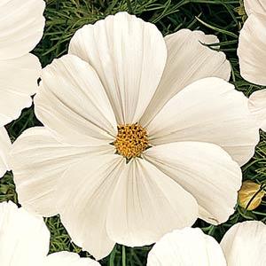 Cosmos bipinatus Sonata Series White 1000 semien
