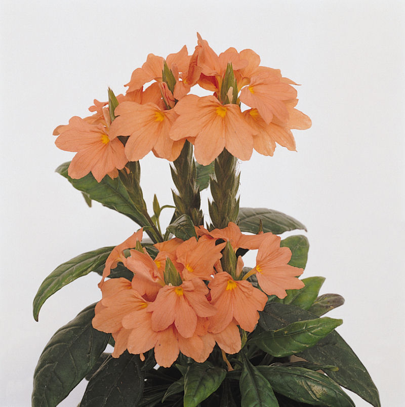 Crossandra Crossandra infundibuliformis Tropic Series Flame 1000 semien