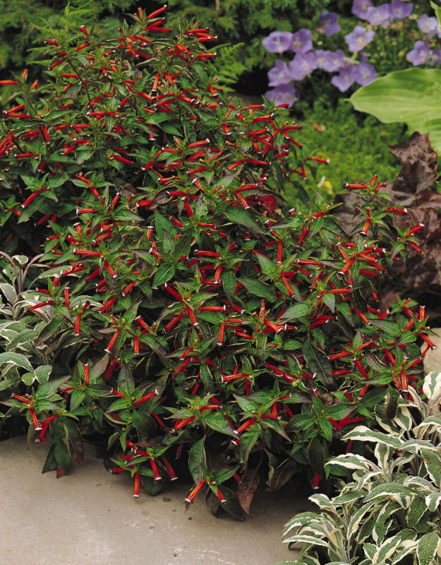 Cuphea ignea Dynamite 1000 semien