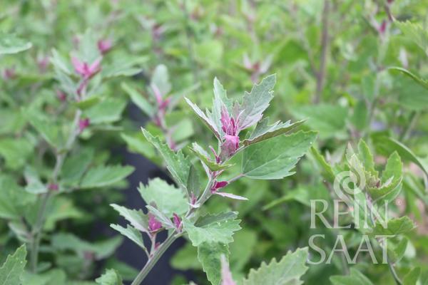 Špenát stromový BIO, Chenopodium giganteum cca 0,2 g