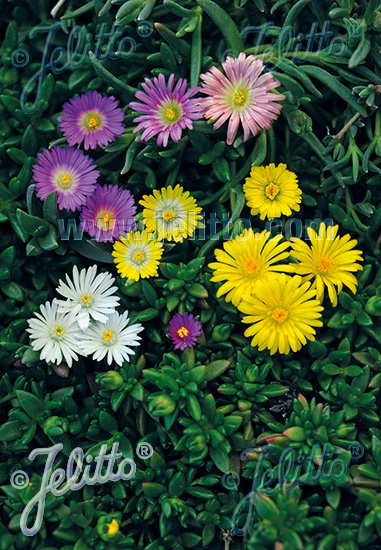 DELOSPERMA hybridus Mixture cca 20 semien