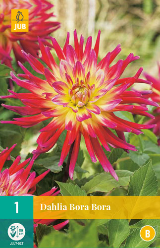 DÁLIA (GEORGÍNA) BORA BORA - 1 ks