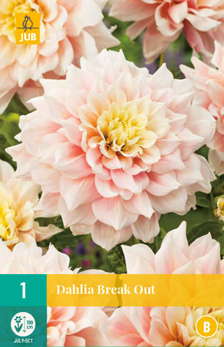 DÁLIA (GEORGÍNA) BREAK OUT - 1 ks