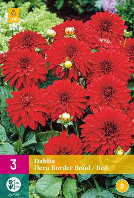 DÁLIA (GEORGÍNA) DECO BORDER ROOD - 3 ks