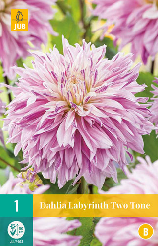 DÁLIA (GEORGÍNA) LABYRINTH TWOTONE - 1 ks