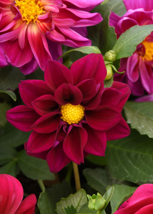 Dahlia Dahlia hybrida Figaro Series Violet Shades   1000 semien