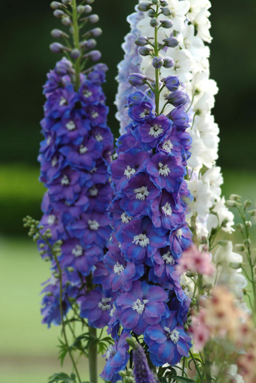 Delphinium elatum Guardian Series F1 Blue 1000 semien