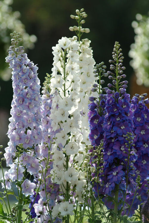 Delphinium elatum Guardian Series F1 MIX 1000 semien
