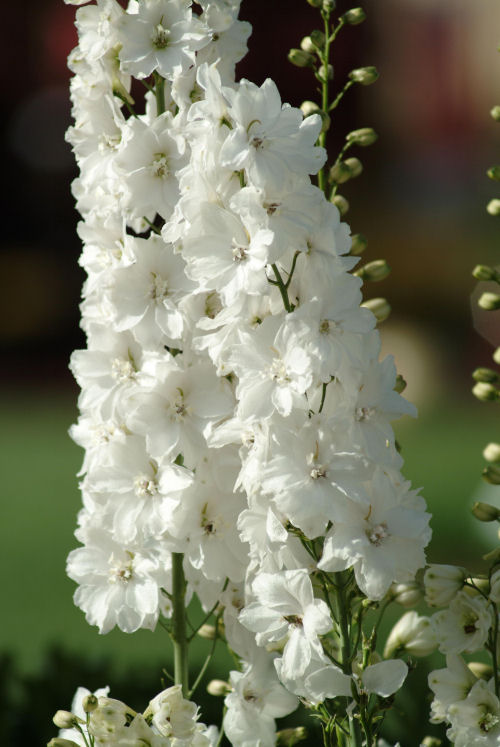 Delphinium elatum Guardian Series F1 White 1000 semien