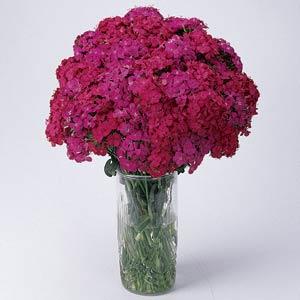 dianthus_amazon_neon_duo.jpg