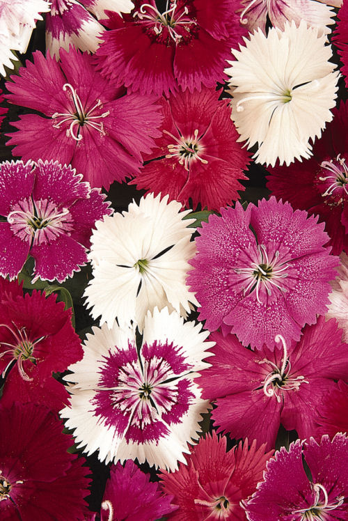Single Dianthus chinesis barbatus Ideal Select Series F1 Mix   1000 semien