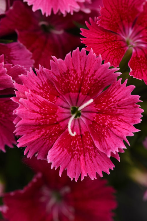 Single Dianthus chinesis barbatus Ideal Select Series F1 Raspberry   1000 semien