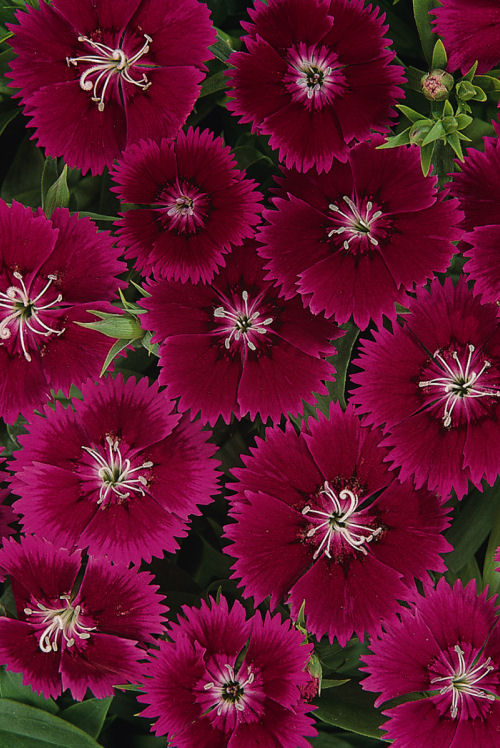 Single Dianthus chinesis barbatus Ideal Select Series F1 Violet   1000 semien