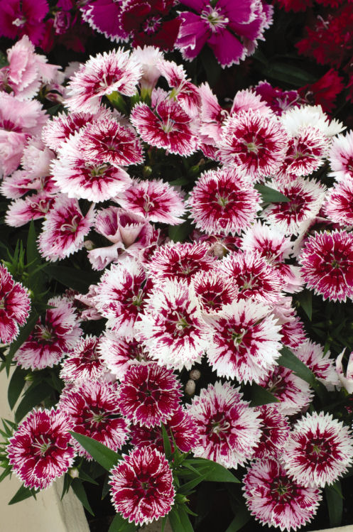 Single Dianthus chinesis barbatus Ideal Select Series F1 White Fire   1000 semien