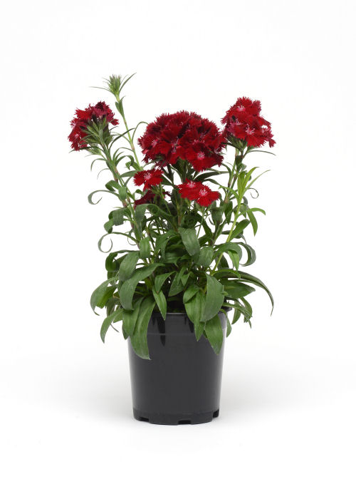Dianthus barbatusInterspecific Rockin Red F1 1000 semien