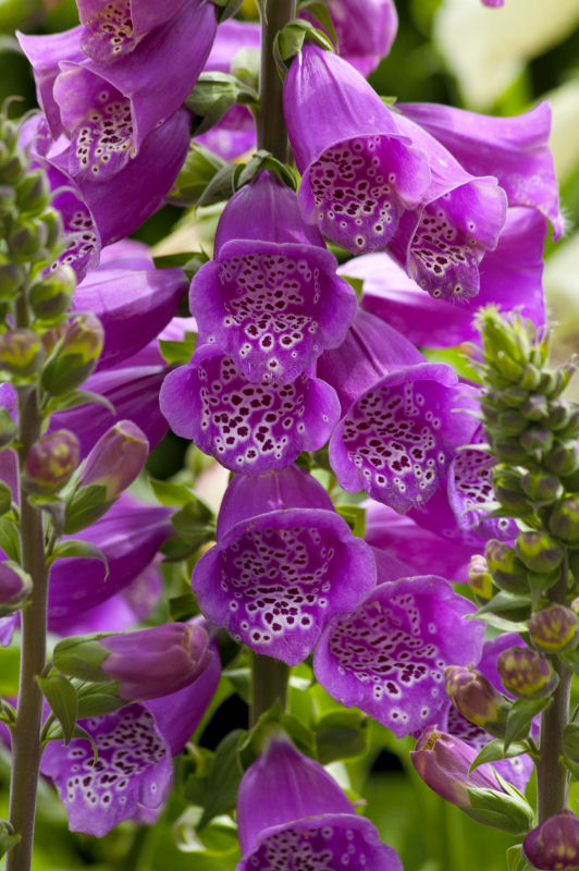 Digitalis purpurea Dalmatian Series F1 Purple 1000 semien