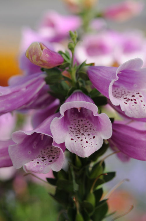 Digitalis purpurea Dalmatian Series F1 Rose 1000 semien