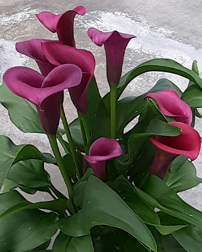 ZANTEDESCHIA DURBAN 25 kusov