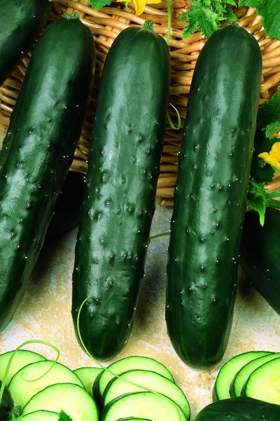 semená zeleniny, zeleninové semená, šalátové uhorky, sklenníkové uhorky