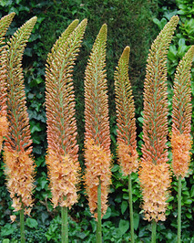 EREMURUS CLEOPATRA Novinka 10 kusov