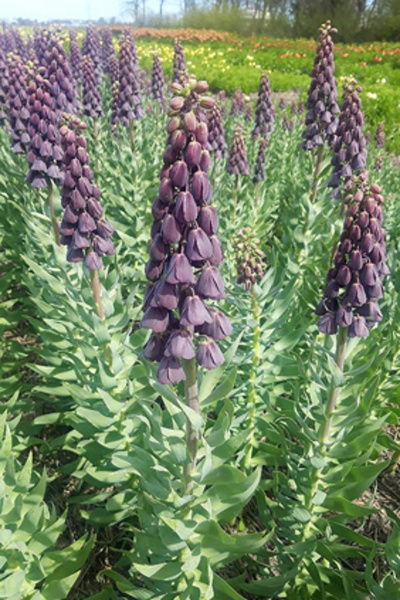 Fritillaria veľkokvetá persica Purple Favourite 18/20, 10 kusov  