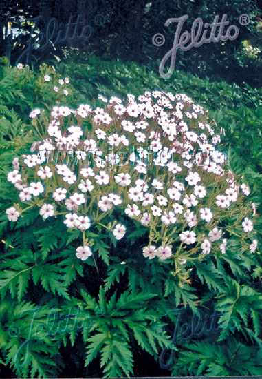 GERANIUM maderense 'Guernsey White' cca 10 semien