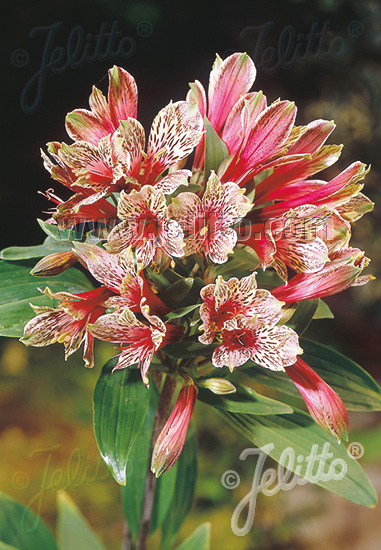 Ľalia Inkov  ALSTROEMERIA psittacina  Mona Lisa  cca.16 semien