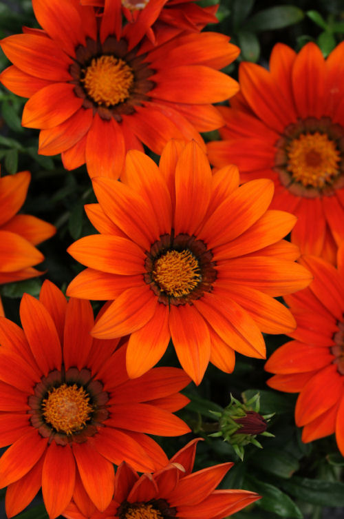 Gazania rigens New Day Series F1 Bronze Shades 1000 semien