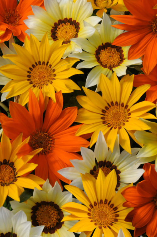 Gazania rigens New Day Series F1 Mix Sunny Side Up 20 semien