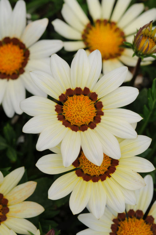 Gazania rigens New Day Series F1 White 1000 semien