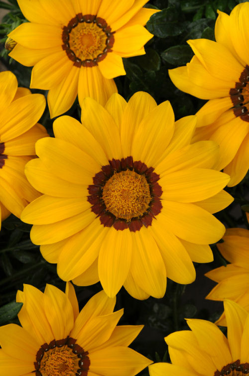 Gazania rigens New Day Series F1 Yellow 1000 semien