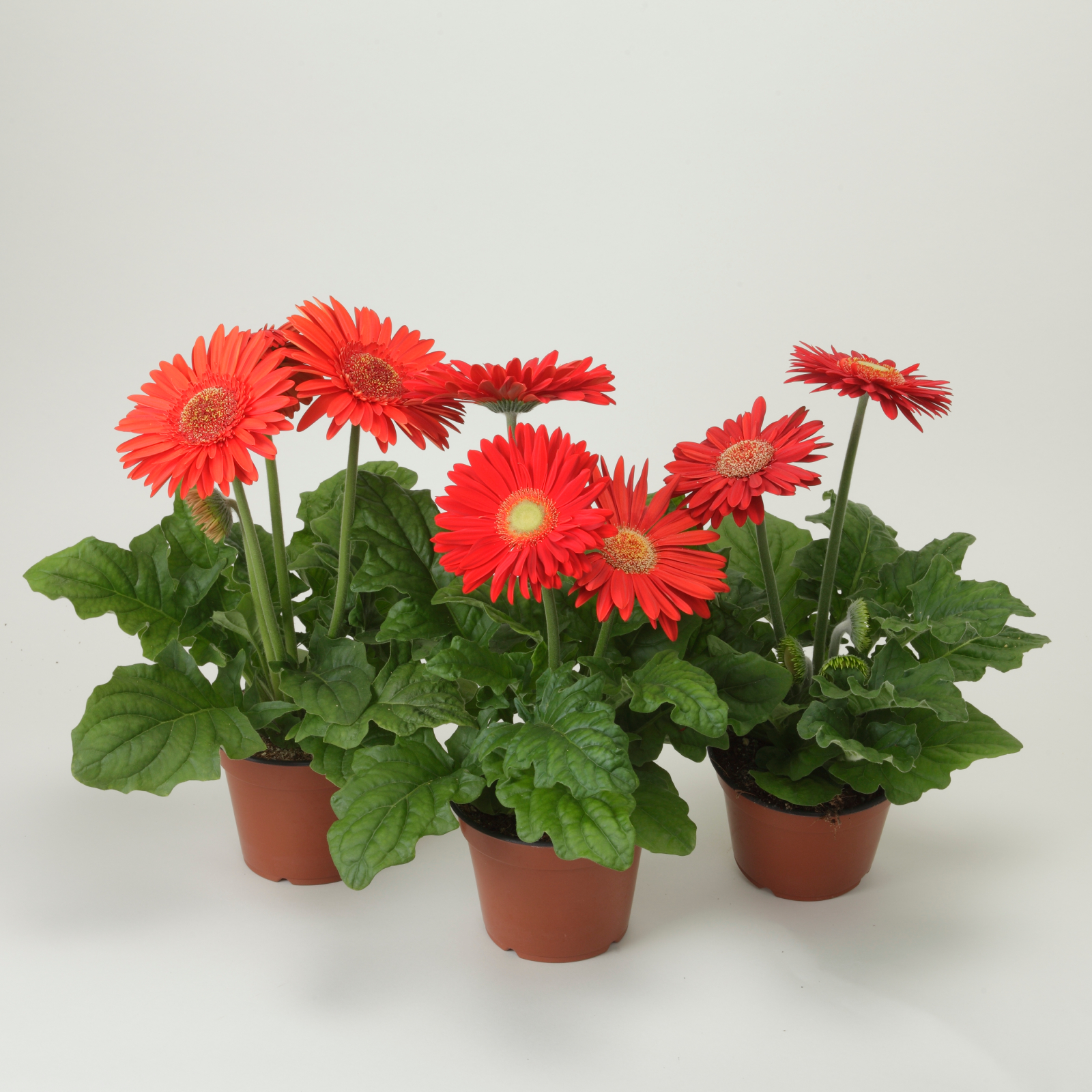 gerbera_mega_revolution_bright_red_light_eye.jpg