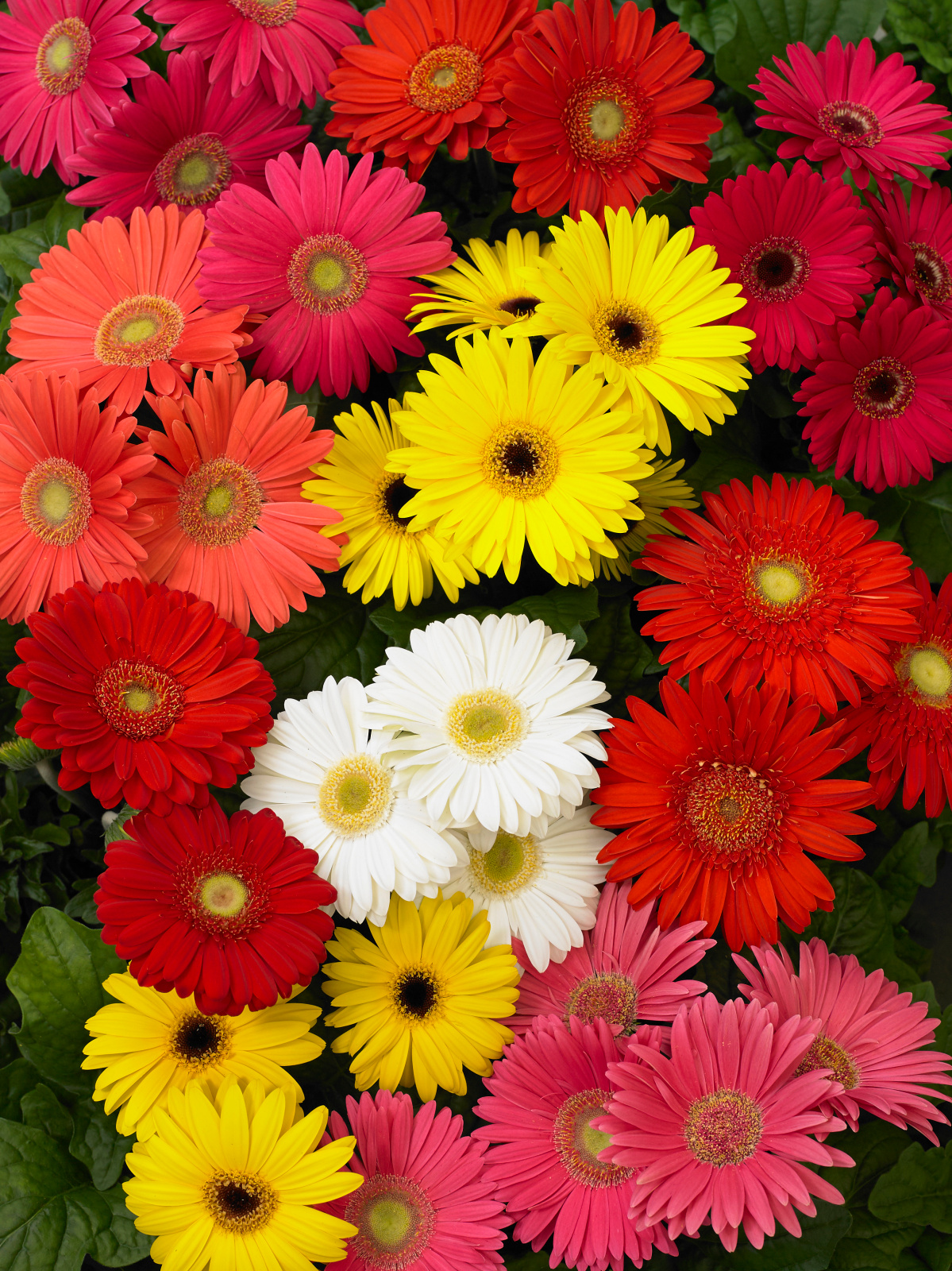 gerbera_mega_revolution_mix_select.jpg