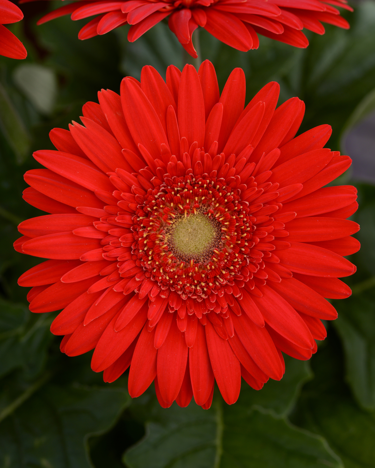 gerbera_mega_revolution_scarlet_red_light_eye_2.jpg