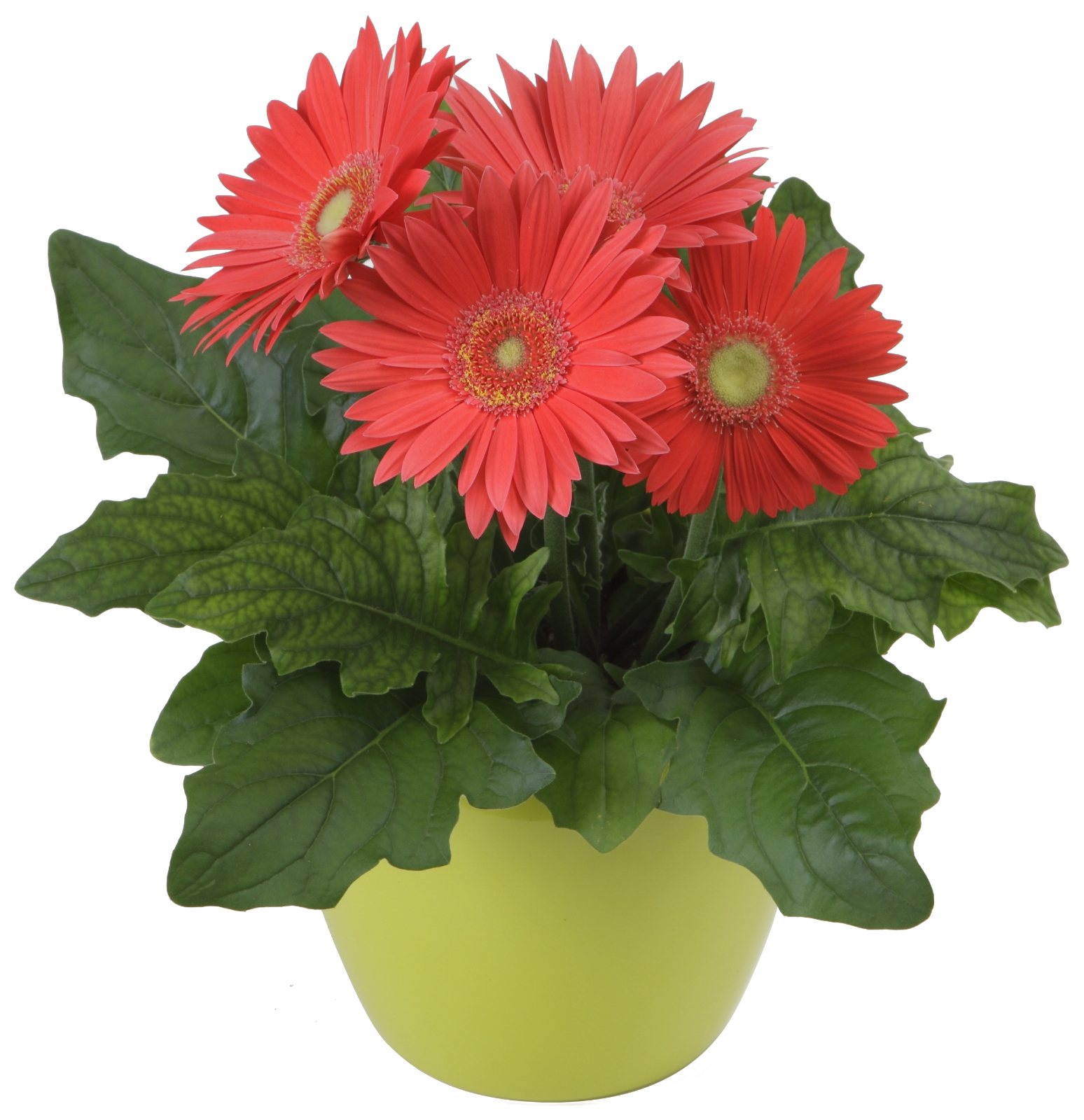 gerbera_mega_revolution_watermelon.jpg