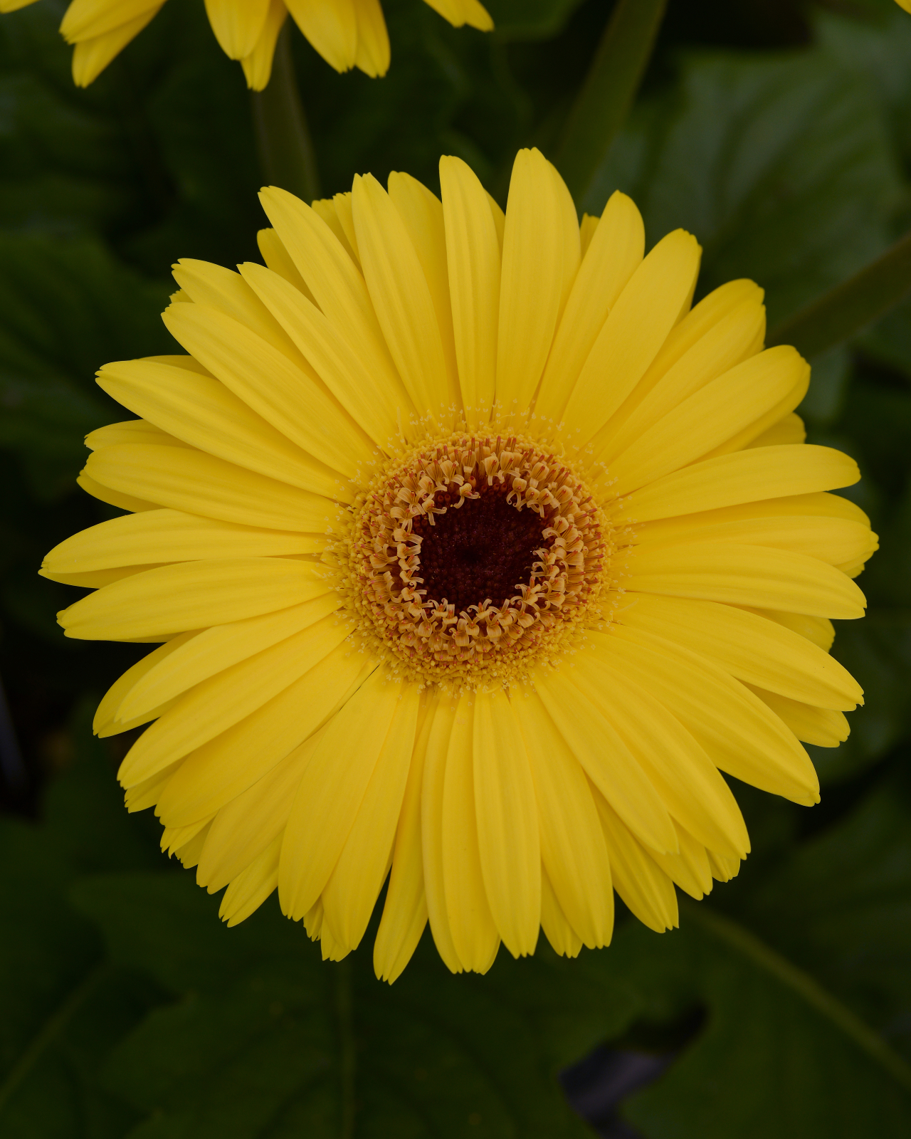 gerbera_mega_revolution_yellow_dark_eye.jpg