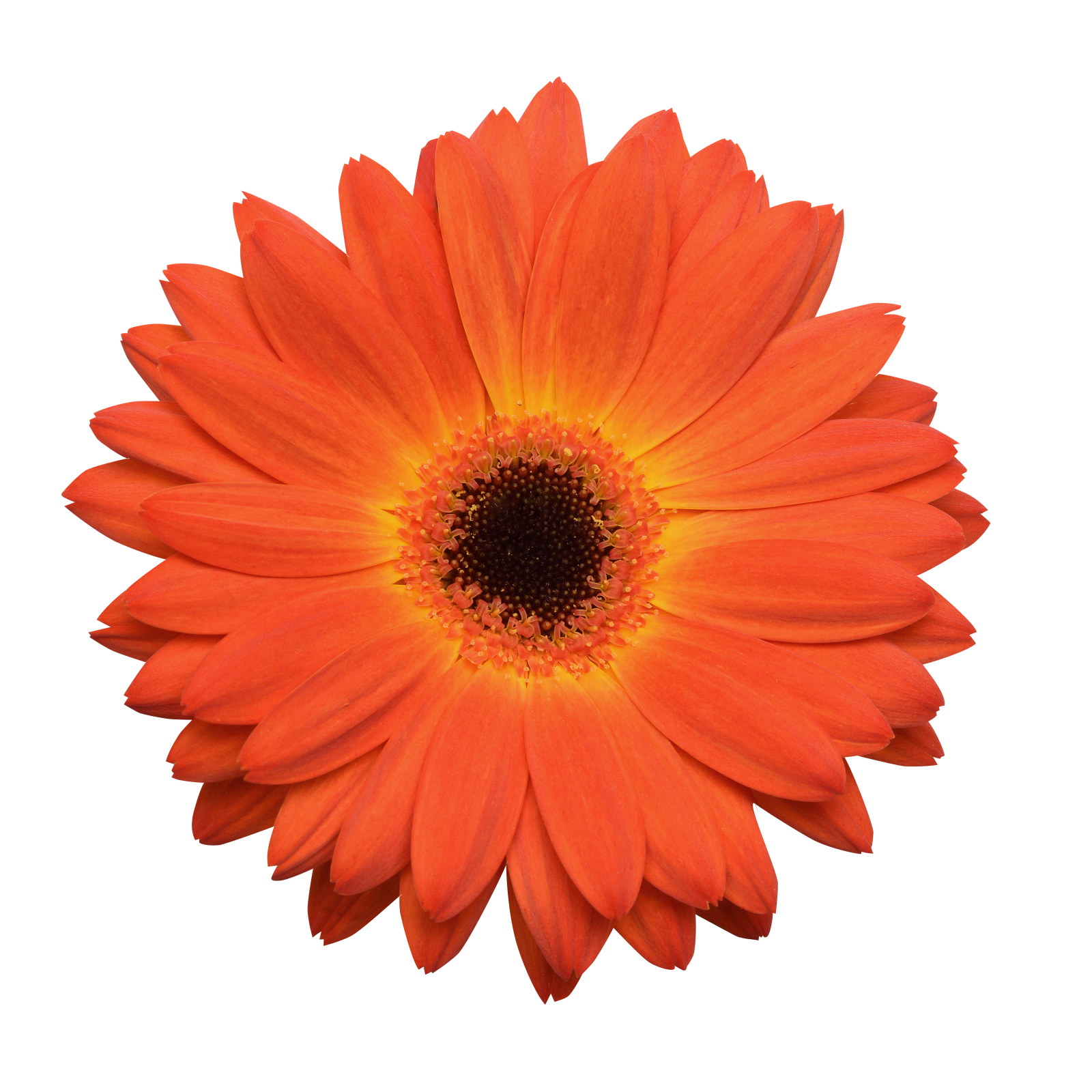 gerbera_revolution_bicolor_yellow_orange.jpg
