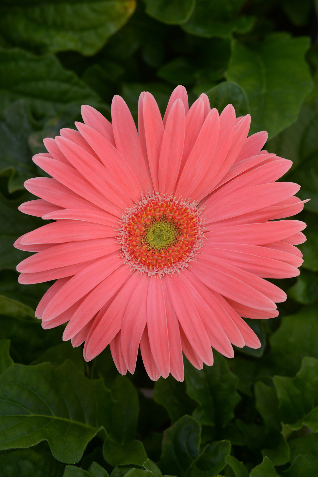 gerbera_revolution_salmon_shades_light_eye_3.jpg