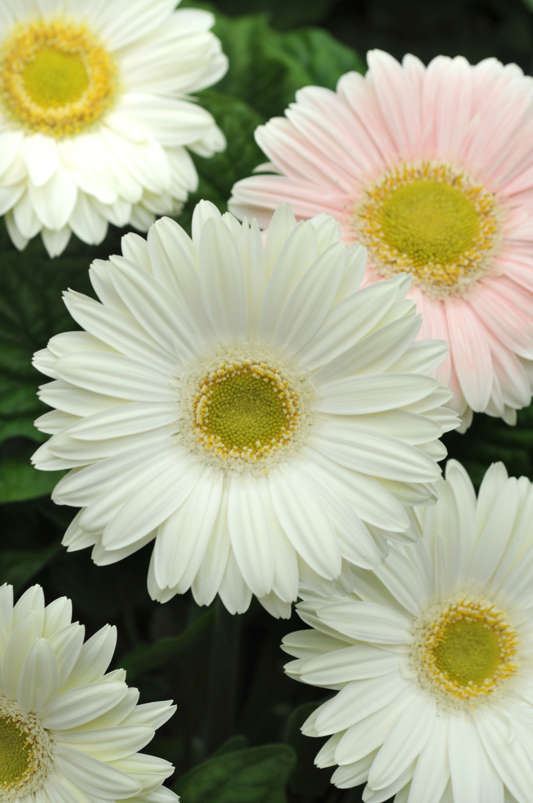 gerbera_revolution_white_light_eye_2.jpg