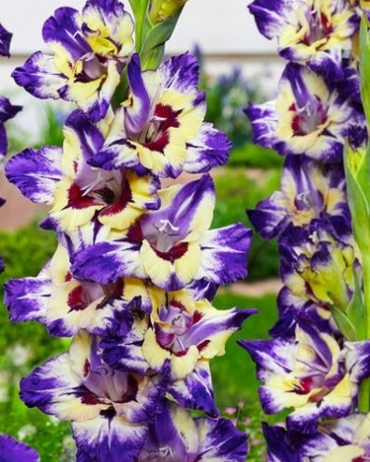 GLADIOLUS CIRCUS COLOR 100 kusov