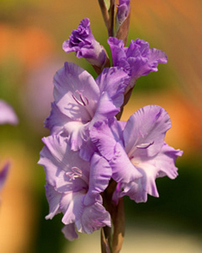 GLADIOLUS MILKA 100 kusov