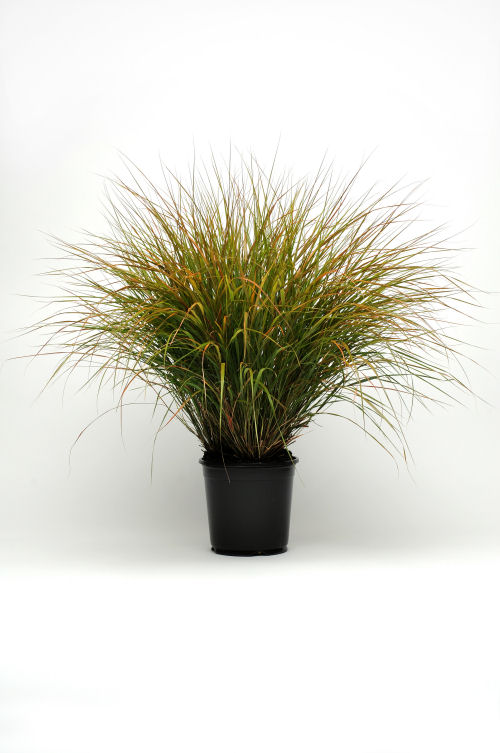 Ozdobné trávy Colorgrass Anemanthele Sirocco   1000 semien