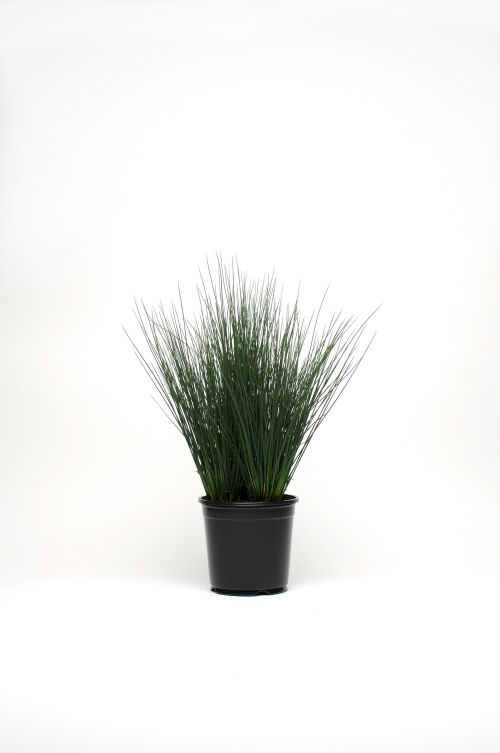 Ozdobné trávy Colorgrass Juncus Blue Dart   1000 semien