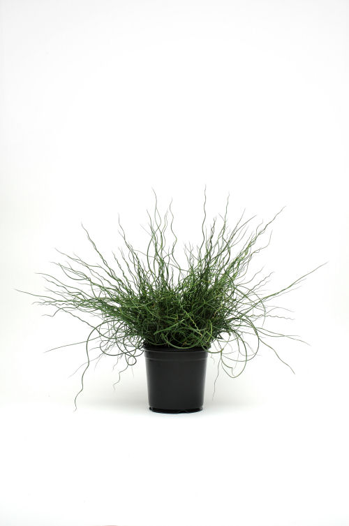 Juncus effusus spiralis Twister 1000 semien